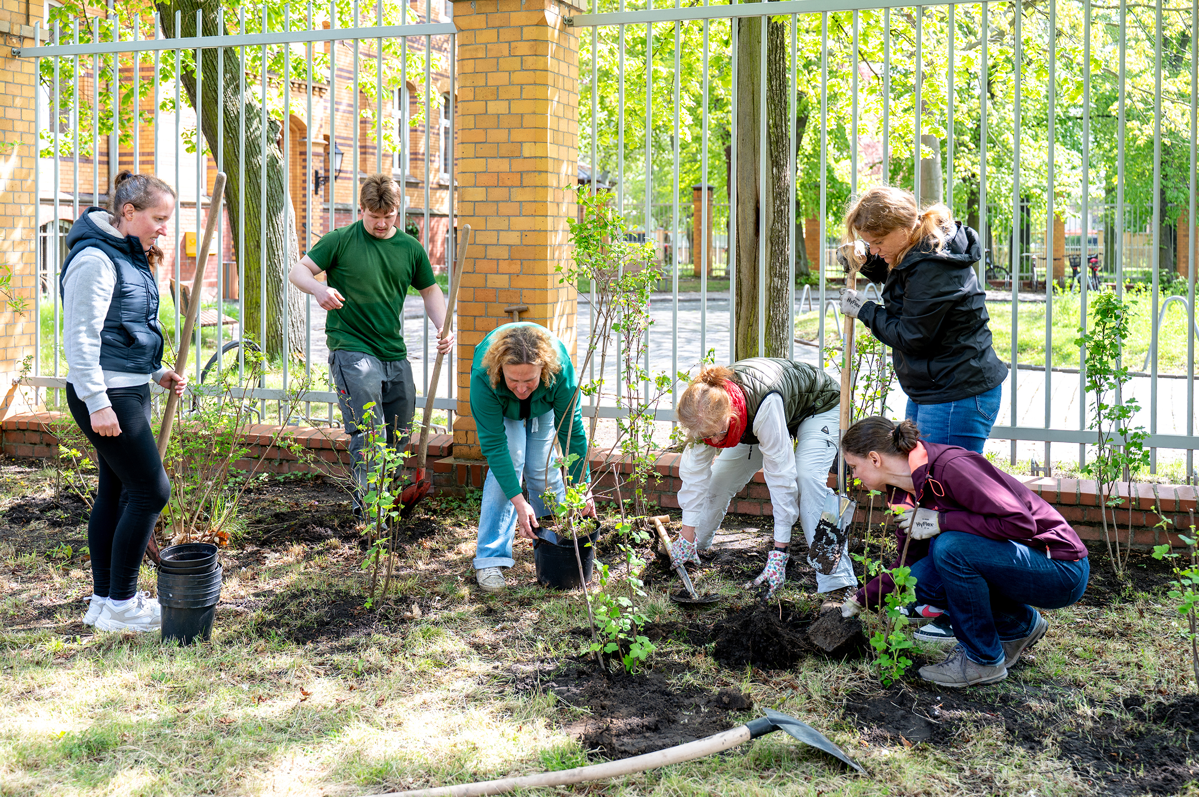 Sechs Personen pflanzen im Garten der Psychiatrischen Klinik der Universitätsmedizin Halle kleine Bäume und Sträucher.