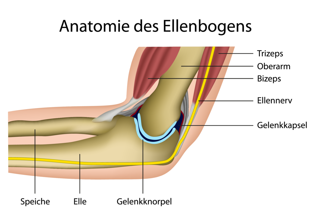 Querschnitt eines Ellenbogens mit Beschriftung