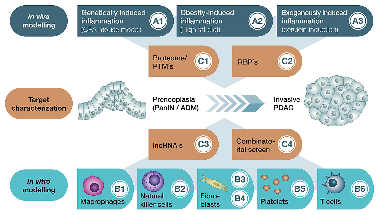 The projects of the three main research areas in vitro modeling, target characterization and in vivo modeling are grouped around an inconspicuous pancreatic tissue from which an invasive pancreatic carcinoma emerges