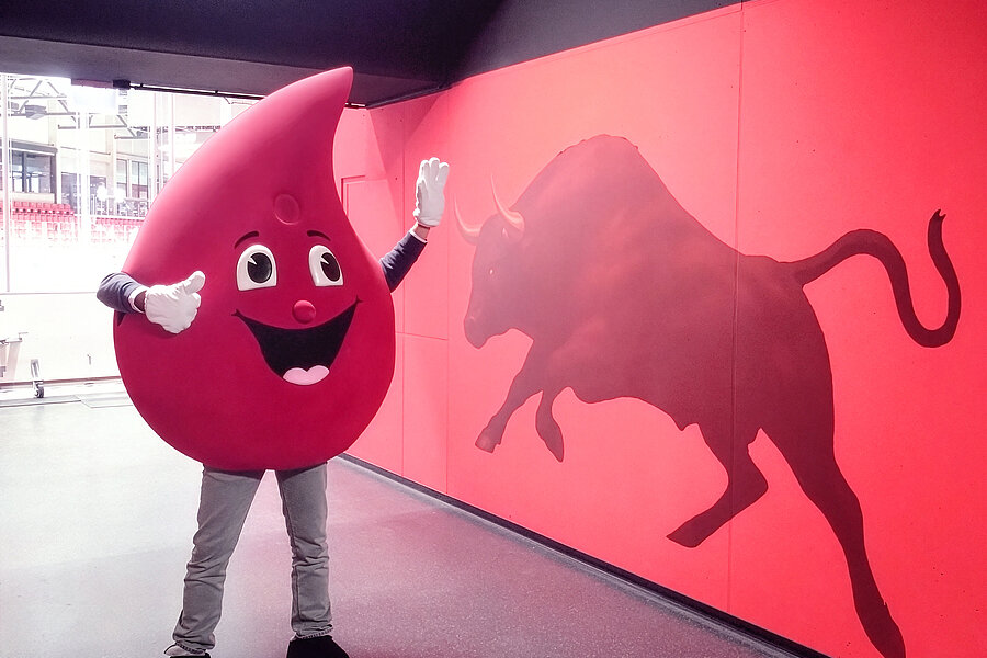 Das Blutspende-Maskottchen "Bob the Drop" der Universitätsmedizin Halle, ein großer Blutstropfen mit Gesicht, steht neben einer Wand, auf der ein Stier schematisch abgebildet ist. Das Blutspende-Maskottchen "Bob the Drop" der Universitätsmedizin Halle, ein großer Blutstropfen mit Gesicht, steht neben einer Wand, auf der ein Stier schematisch abgebildet ist.