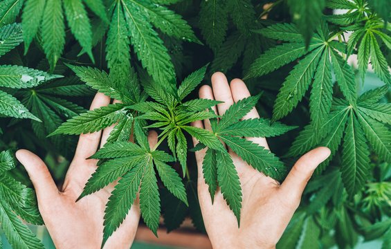 Cannabis für alle? Mediziner und Patienten im Dialog