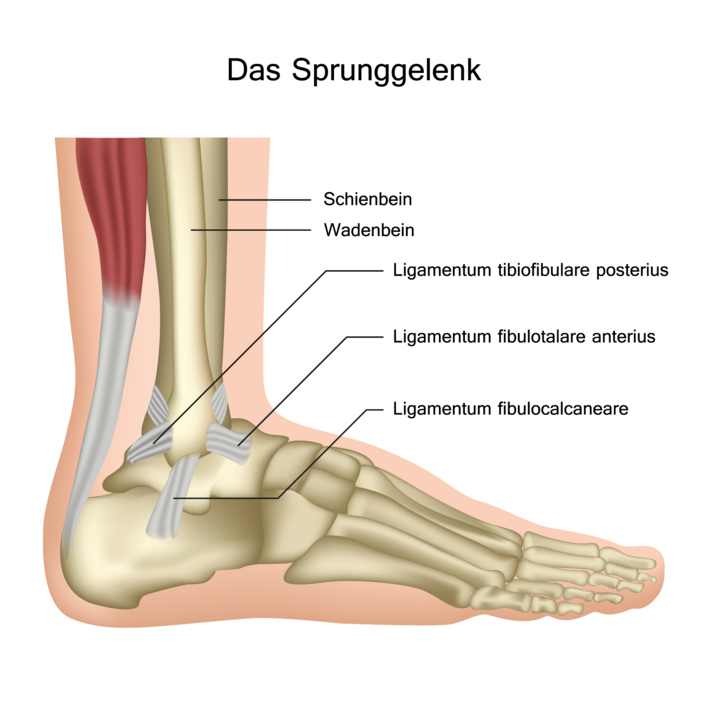 Grafik des Sprunggelenkes mit Beschriftung